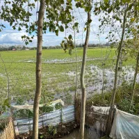 فروش زمین مسکونی در خمام|فروش زمین و ملک کلنگی|خمام, |دیوار