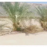 خرما دامی