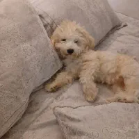 سگ‌نژاد شیتزو ماده۶ ماهه