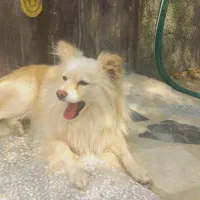 سگ گم شده|حیوانات|اصفهان, قهجاورستان|دیوار