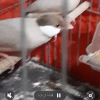نرماده فنچ نرگسی برافروش