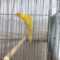 پرنده قناری جیبوس نر