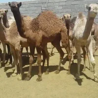 شتر و بچه شتر