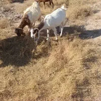 بز...