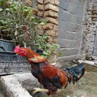 خروس|حیوانات مزرعه|جلین, |دیوار