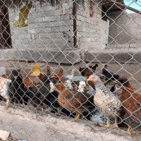 جوجه نیمچه گلپایگانی اصل