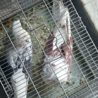 سهره عروس کفتر فنج نرگسی|پرنده|قم, بکایی|دیوار