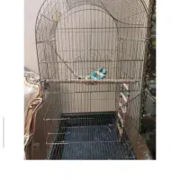 لانه پرنده