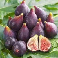 نهال انجیر|گل و گیاه طبیعی|شیراز, ابیوردی|دیوار