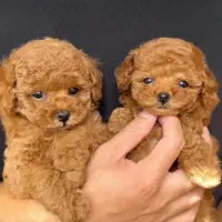 توی پودل|سگ|قم, یزدان‌شهر|دیوار