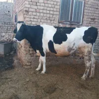 گاوه شیری|حیوانات مزرعه|قم, بلوار امین و ساحلی|دیوار