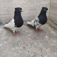 کفتر کله سیاه