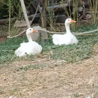 غاز نر و ماده زیبا