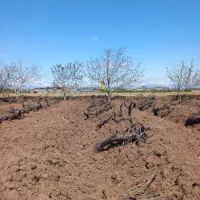 نیرو باغ،بیل زدن،حرس کردن