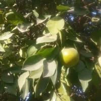نارنج رستورانی|خوردنی و آشامیدنی|گتوند, |دیوار