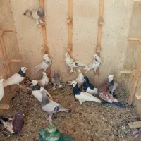 کفتر  رنگی بهبونی  پرشی|پرنده|شیراز, کفترک|دیوار