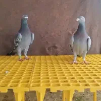 کفتر مسافتی