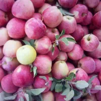 سیب شیرین وآبدار