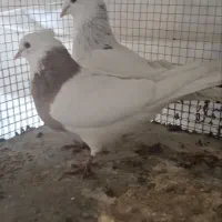 طوقی|پرنده|خمینیشهر, |دیوار