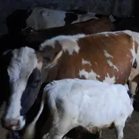 گاو ماده همراه با گوساله نر|حیوانات مزرعه|مشگین شهر, |دیوار