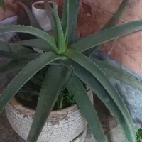 گلدان آلو ورا