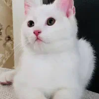 گربه|گربه|سمنان, |دیوار