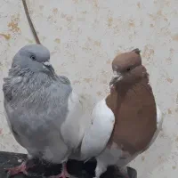 کبوتر