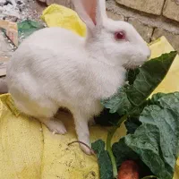 خرگوش چشم شرابی|موش و خرگوش|شیراز, ریاستی|دیوار