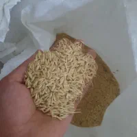 بذر جو صحرا|خدمات باغبانی و درختکاری|گرگان, |دیوار