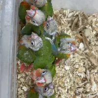 گرینچیک دبل رد