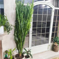 فروش گل افربیا