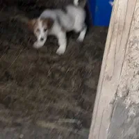 توله نر ۲ماهه دورگه