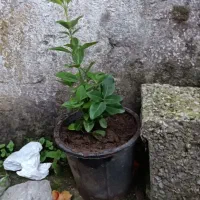 شمشاد سبز و طلایی