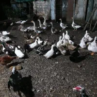 فروش اوردک .بوقلمون و غاز محلی به صورت تک و عمده