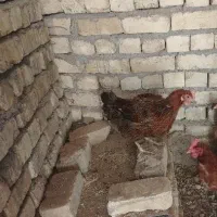11 عدد مرغ جوان 11 ماهه تخم کن