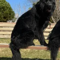 ژرمن نر برای جفت