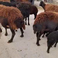 گوسفند|حیوانات مزرعه|لیلان, |دیوار