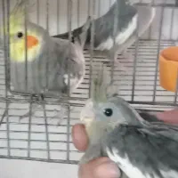 مرغ عشق رنگ خاص مولد. وعروس وگرینچیک|پرنده|قیدار, |دیوار