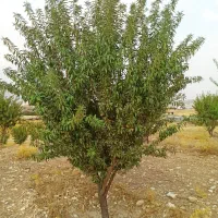 فروش زمین ملکشاهی (روستا قلعه جوق)|فروش زمین و ملک کلنگی|ملکشاهی, |دیوار