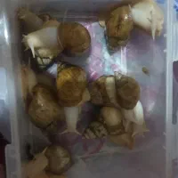 حلزون سالم و سرحال