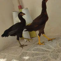 خروس لاری|حیوانات مزرعه|تبریز, |دیوار