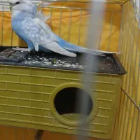 پروانه ای ماده