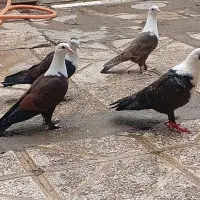 کلاغ نرماده ساده امری نر