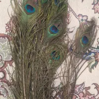 پر طاووس