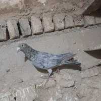 کبوتر|حیوانات|بجنورد, |دیوار