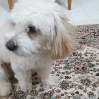 سگ شیتزو نر8ماه