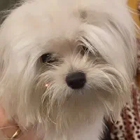 سگ نژاد شیتزو جنس نر ۶ ماهه بسیار بازیگوش ومهربان