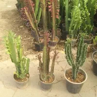 انواع افوربیا و کاکتوس