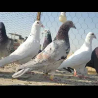 دسته پلاکی هوای نر ۲۴ عدد|پرنده|شیراز, آزادگان|دیوار
