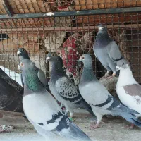 تیپ ضد خوردی